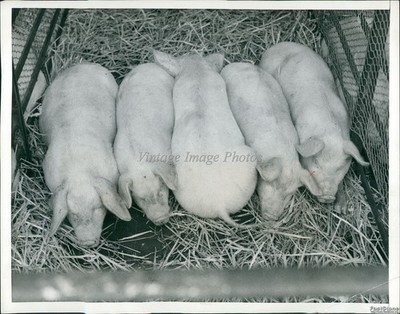 1956 Photo Little Piggies At Guildford, Surrey Market Wait For Buyer Animals 7x9