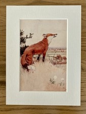 Fox Print By Cecil Aldin in a 8x6? Mount