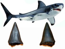 Carcharodon megalodon Dente Fossile cm 4 Squalo Megalodonte Pescecani Miocene