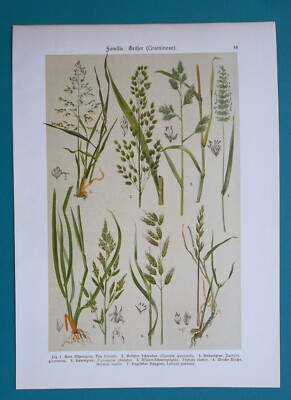 GRASSES Bluegrass Orchard & Meadow G. Ryegrass Dog's Tail - 1896 Color Print