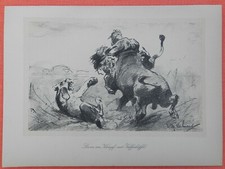 L&ouml;wen im Kampf mit Kaffernb&uuml;ffel  Wilhelm Kuhnert  Afrika  Lithographie 1920 Leo