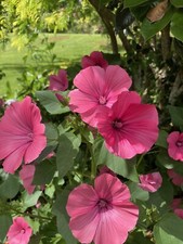 Malva trimestris - 50 seeds - Rose mallow - mix of colours - germination tested