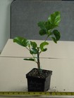 ANTIQUE TREASURE Tropical Hibiscus -- Plant in 4.5" pot * — photo 2