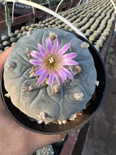 6-12CM Multi heads LW Cactus seedgrowth garden DecorBoutique Random shipping