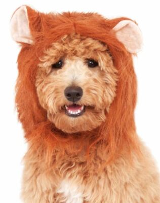 Lion's Mane Small Medium Dog Pet Costume Rubies Pet Shop
