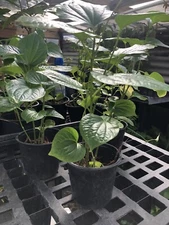 1 Pot Of Well Rooted BETEL LEAF, PEPER Paan , Piper sarmentosum, Lá Lốt, As Pics