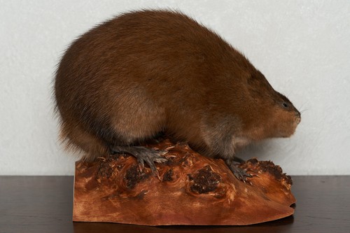 stuffed beaver taxidermy for sale