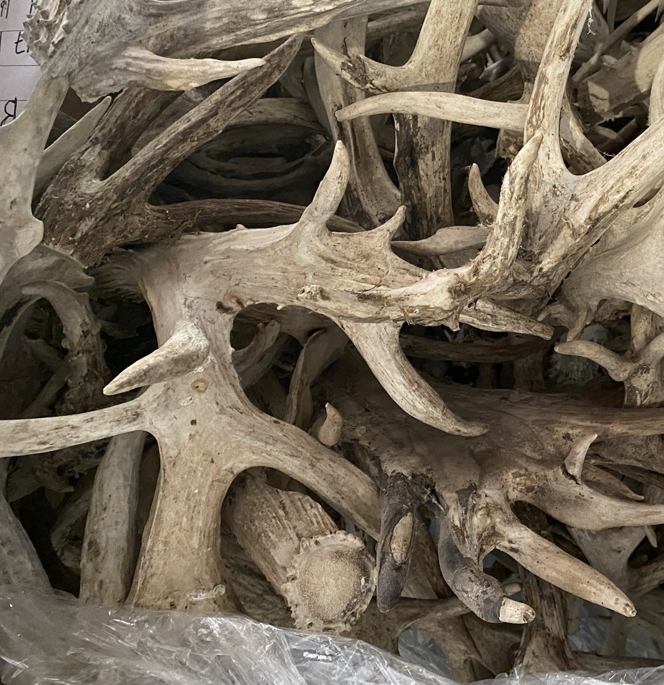 Bulk Deer Antlers Whole Racks – Grade B/C - For Crafts or Dogs | eBay