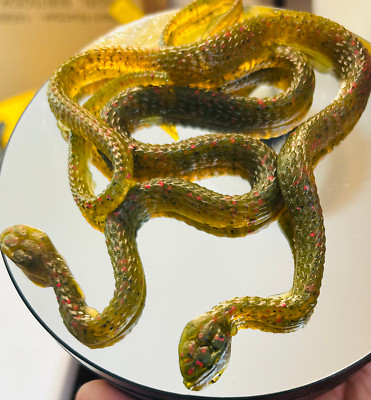 15  Snake *green pumpkin