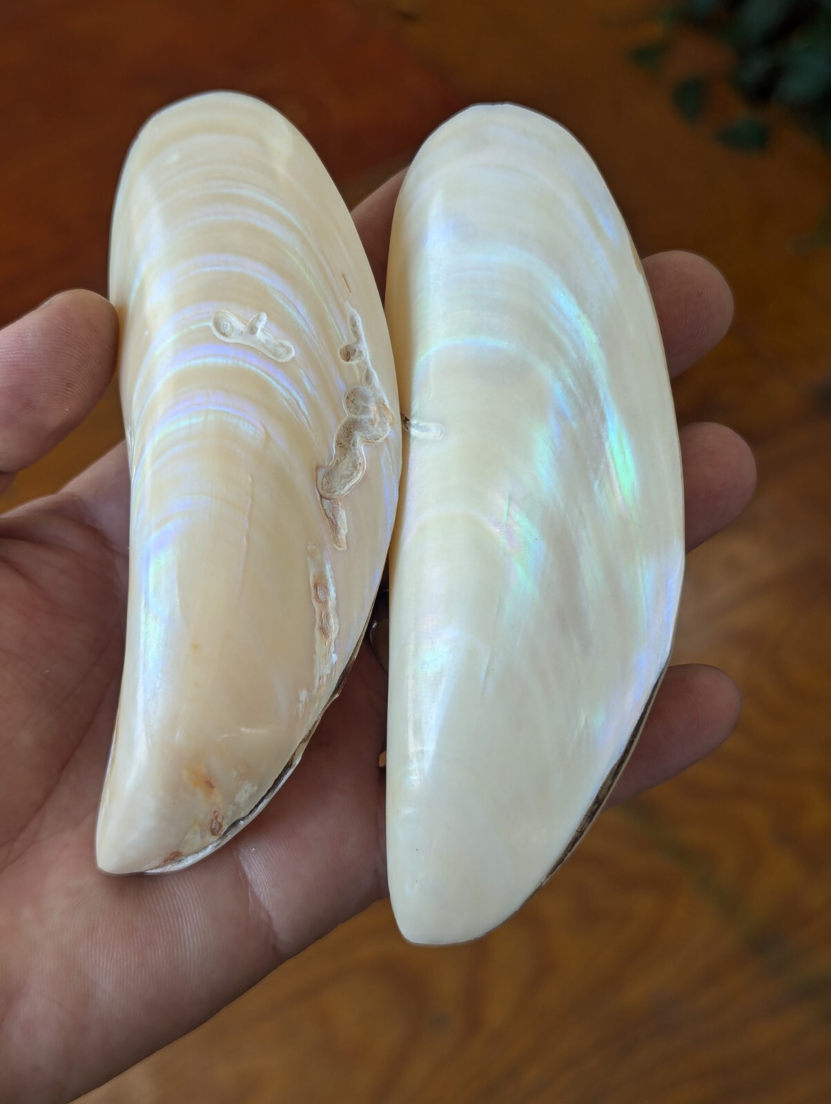 Large Natural Rainbow Banana Shell Sea, Vintage | eBay