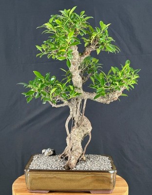Indoor Bonsai Ficus Retusa Bonsai Tree 20"H Curved Trunk & Tired Branching  | eBay