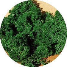 HEKI 3211 - ISLANDMOOS DARK GREEN MOSS - 30gr