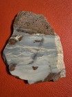 BRITISH COLUMBIA OCEAN JASPER VERY RARE ONLY 1 ON EBAY  colors are exceptional — photo 2