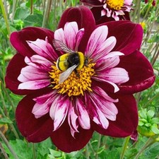 1 - Collerette Dahlia JOYFUL INVESTMENT Bulb Tuber Clump GREAT FOR HUMMINGBIRDS