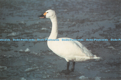 D093133 Bewick Schwan Überwinterung bei Welney. Welney Wild Fowl Trust. Richard Munns