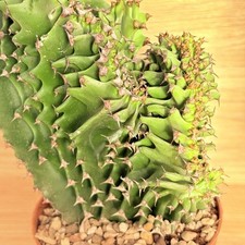 Euphorbia eritrea f. crestata ,  pot 10 cm (Cod. W16)