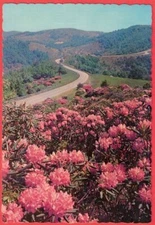 Rhododendron In Bloom Along the Appalachian Area Postcard