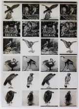 Educa.97.Stereo.Histoire.Les Animaux "Les Oiseaux Rapaces". Photo plaque / verre