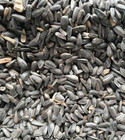 Whole Black Sunflower Seeds - Bird Feed Wild Garden - Sunflower heart with shell