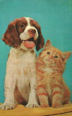 Postcard Animals Dogs Cats A Dog And Cat Sitting Together PALS Posted 1968