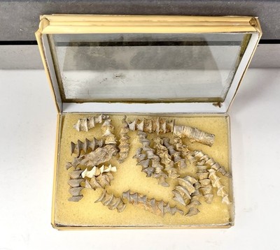 Archimedes Bryozoan Fossils Mississippian Period X 21 Distinctive Screw Shape
