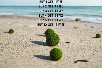 Marimo Moss Ball 0.25 inch  Aquarium A Live Plant Fish Tank