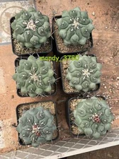 Succulent Plant Thelocactus phymatothelos Garden Décor Boutique 5-7CM