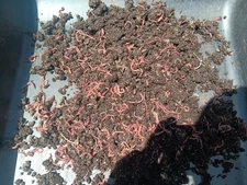 🐛 Composting Worm Blend Red Wigglers 🐛Get Your Garden Ready For Spring🐛