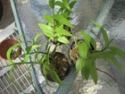 Dendrobium Adastra (aphyllum x anosmum) orchid 3 POTS OF 2 PLANTS — photo 4