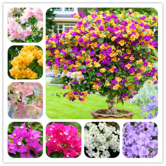 FT 200Pcs Colorful Rose Flower Seeds Home Yard Garden Perennial Bonsai Plant De