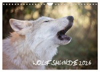 Wolfshunde 2026 (Wandkalender 2026 Din A4 Quer), Calvendo Monatskalender