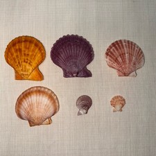 Natural Mixed Color Scallop Shells  Orange  Purple  Lot of 6  Collectible