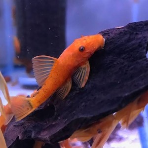 OFFERTA ANCISTRUS SUPER RED HIGH GRADE 3/4 CM LORICARIDI PULITORE PESCE ACQUARIO