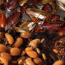 25 Powder Orange Isopods and 25 Orange Head Roaches - Dubia Roach Combo