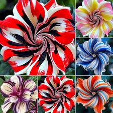 100Pcs Mixed Color Hibiscus Seeds Perennial Flowers Flower Seed