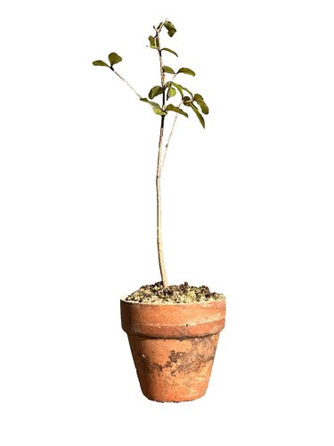 Hochstamm Kugel-Liguster 40-60cm - Ligustrum delavayanum | eBay