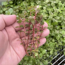Rotala Rotundifolia 'Orange Juice' | Aquarium Plants Factory®