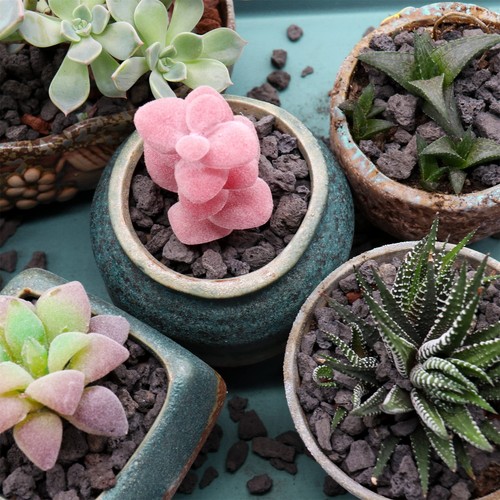 Volcanic Rock for Plants. Black Lava Rock. 1/5 Inch - 2 lbs for Potting Soil,... - Picture 8 of 9