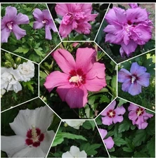 100+ Mixed Colors ROSE Of SHARON  Flower Tree Bush Seeds Mix