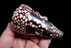 Sea shell  - Conus bandanus - 115mm
