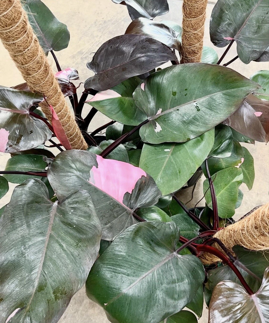 philodendron pink princess plant