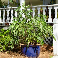 Dwarf Fig Tree, Little Miss Figgy Fruit, Compact, Hardy, 9cm Pot, Sweet Figs