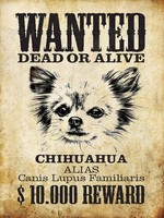 Holzschild 40X30 Cm Hund Wanted Chihuahua Alias Deko Geschenk Holz Schild