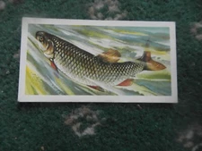  Brooke Bond "Freshwater Fish" 1960 original tea-card,  No.9, "Chub".  