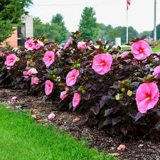 bush hibiscus EDGE OF NIGHT pink dark hardy 2.5" pot = 1 Dormant Potted Plant