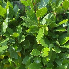 2 x Bay Laurel Herb Plants in 13cm Pots -