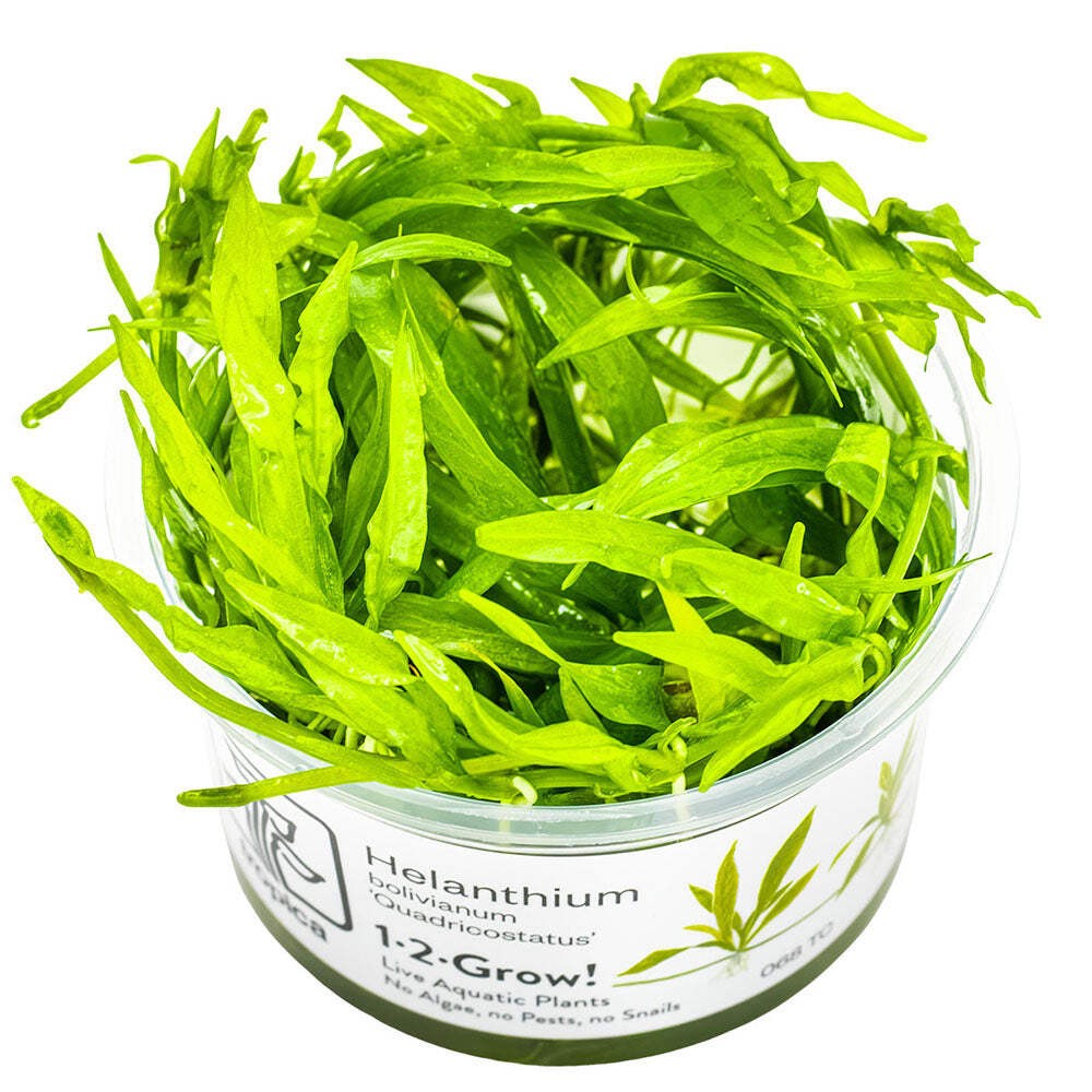Tropica Helanthium Bolivianum Quadricostatus 1-2-Grow - Live Aquarium Tissue Cul