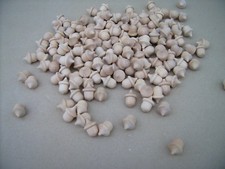30x  WOOD, SMALL WOODEN ACORNS, 7/8" UNFINISHED  IN BIRCH HARDWOOD TIMBER.
