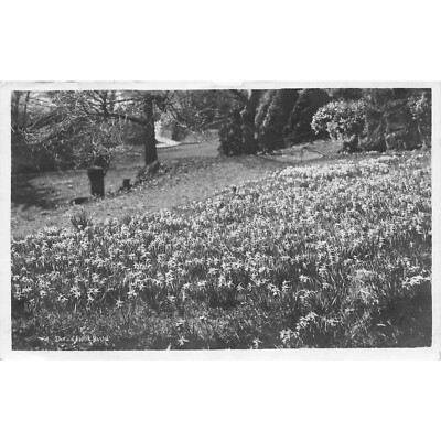 Postcard Dora's Field, Rydal - 38 Vintage White Border Posted 1917-1929