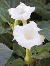 WHITE MOON FLOWERS SEEDS AWESOME PLANT 50 SEEDS